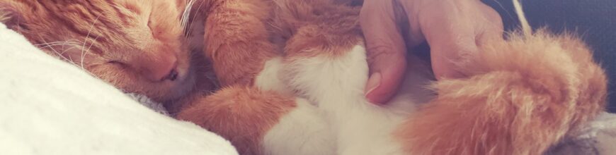 Pumpkin is where he truly belongs!