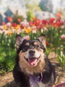 Senior corgi adopted: from skin infections to playing in 1 acre yard every day