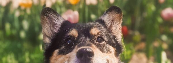 Senior corgi adopted: from skin infections to playing in 1 acre yard every day