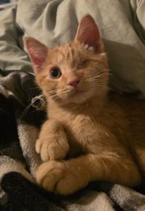 One eyed bandit finds love