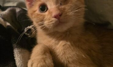 One eyed bandit finds love