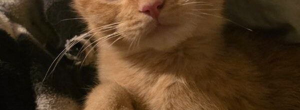 One eyed bandit finds love