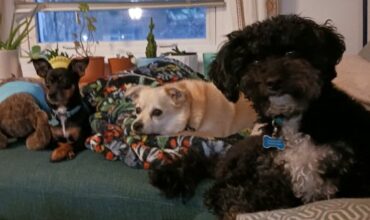Dally is in his forever home!
