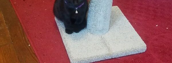 One weirdly-named cat