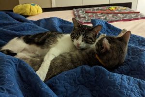 Two shy girls found their furever home