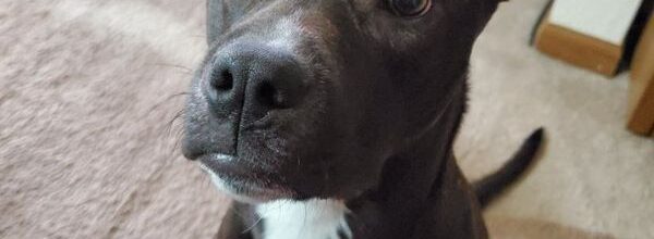 Beautiful Pittie-Mix Mends a Broken Home