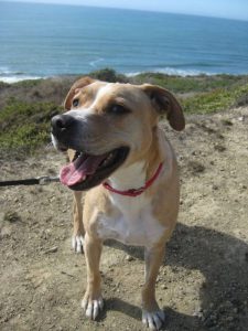 Well-traveled Pup Retires in Southern Florida