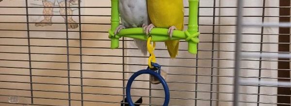 A sweet addition to our flock