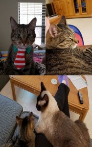 A “tail” of three cats – Story #3 - Toby