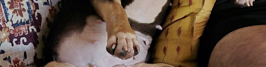 Fate brought us Star; love made her stay.